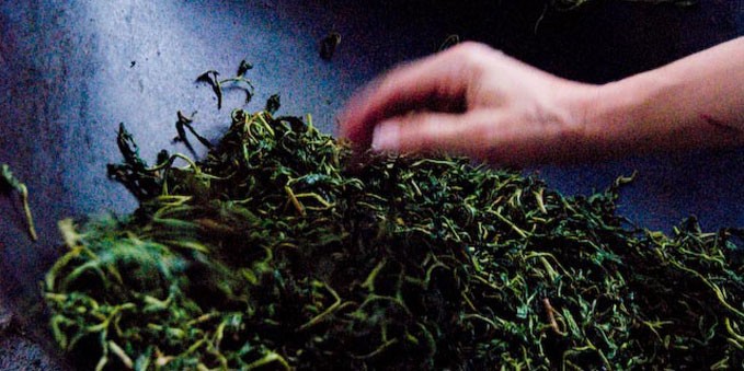 Hand Processed Green Tea