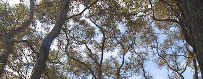 Hawaiian Ohia Forest