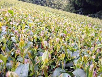 Kagoshima Tea Plants