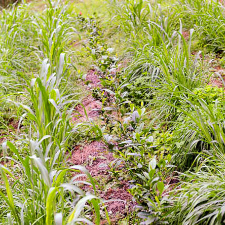 Natural Tea Farming