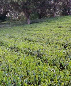 Black Tokoname Tea Pot - Mauna Kea Tea