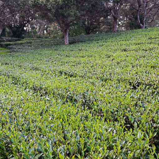 Organic Premium Green Tea from Hawaii