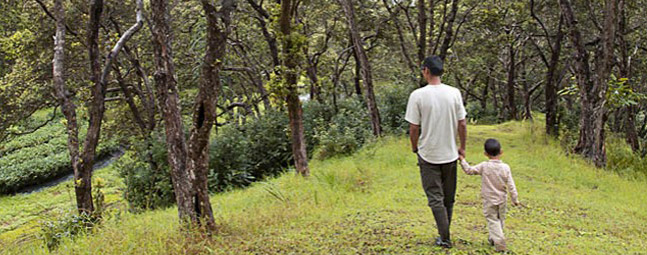 Tea Farming Hawaii