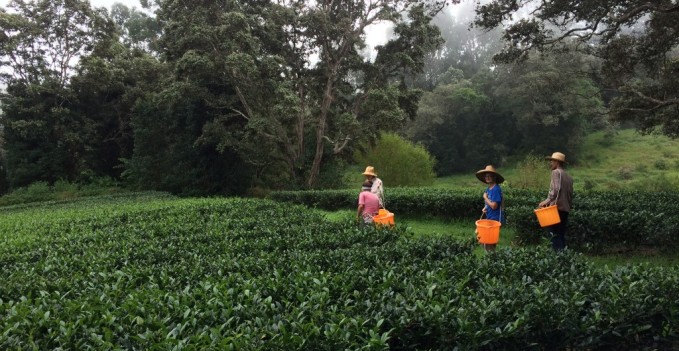 Field Harvest