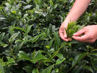 Hands picking tea