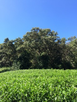Clear skies